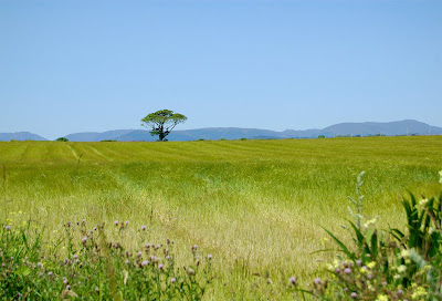 fields Cardross