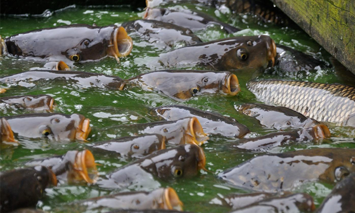 Cara Budidaya Ikan Mas (Cyprinus carpio) yang Baik dan Benar