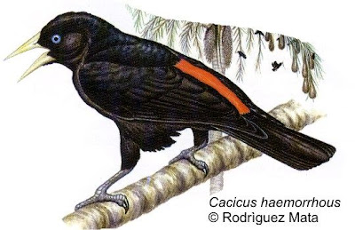 Boyero cacique Cacicus haemorrhous