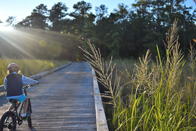 bike bicycle sunlight bridge reeds