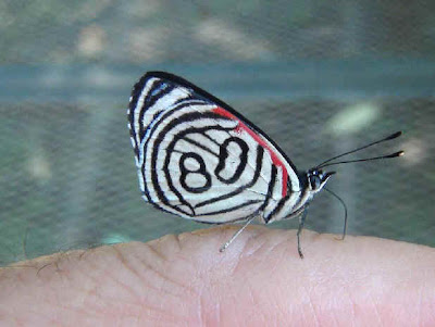 Mariposa ochenta Diaethria candrena