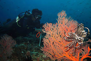 Hutan Sea Fans Pulau Banda