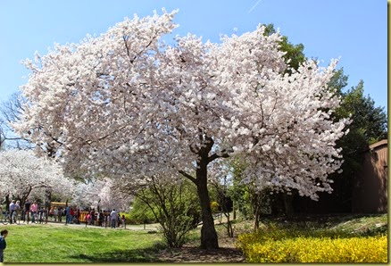 Sakura (3)