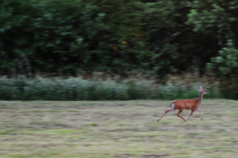 running deer