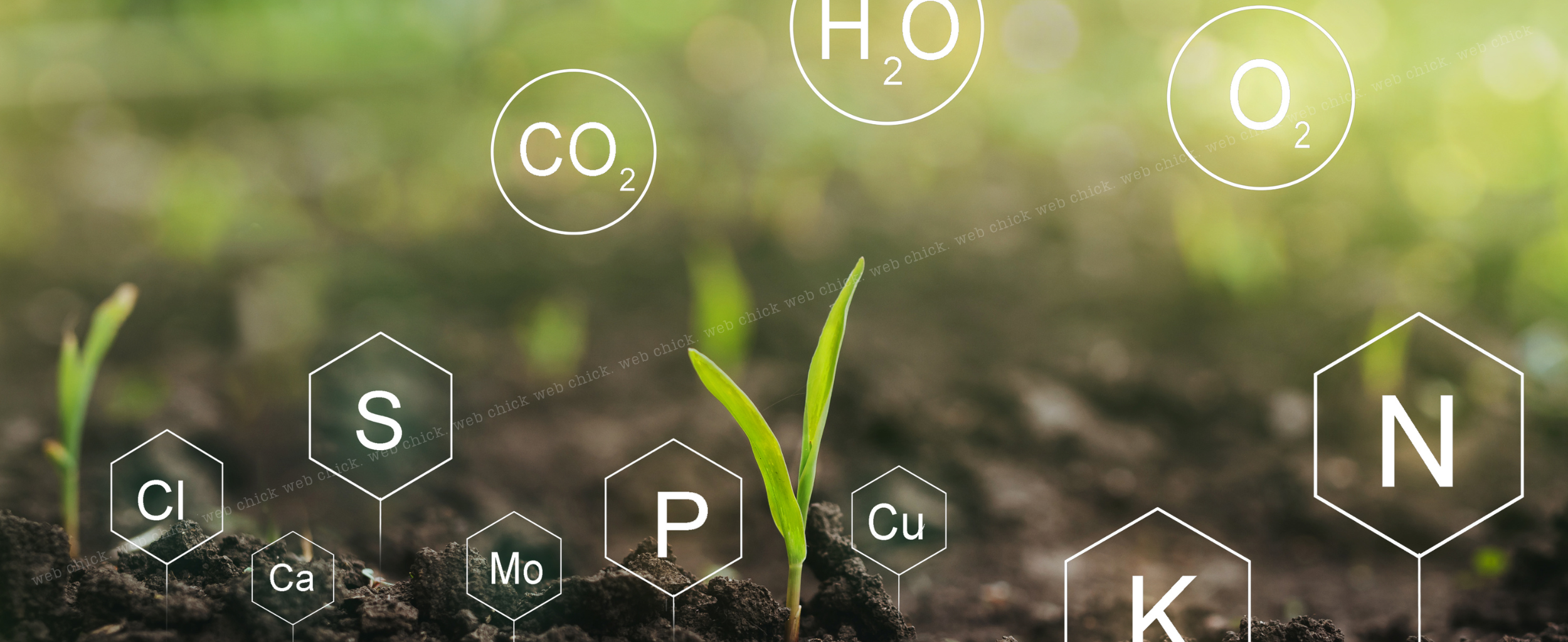 Nutrient Stratification