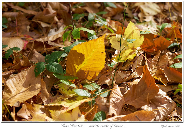 Essex Greenbelt: ... and the rustles of browns...