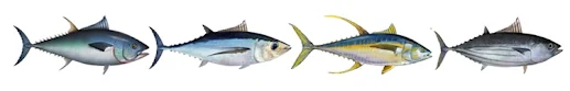 Commercia Tuna Species