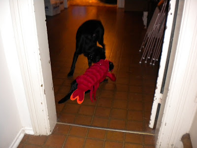 Mr. Lobster Kitty walking past Dagan, who is sniffing his lobster-ness