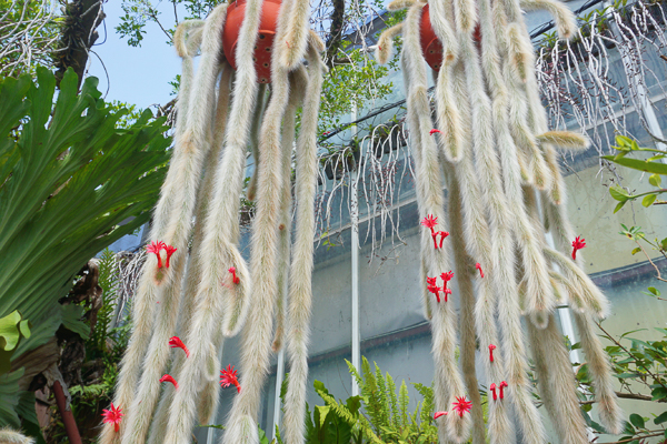 台中后里萌芳花卉農場上萬株石斛蘭瀑布和蝴蝶蘭花海，免費參觀