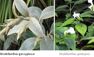 Herba & Tumbuhan: PECAH BELING (Strobilanthes crispus 