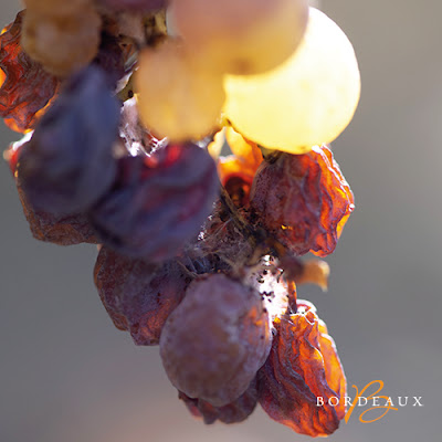 Dehydrated grapes of Sweet Bordeaux