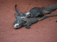 Iguanas In the Sun on Rabida Island's Red Sand Beach