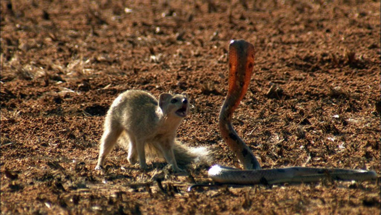 Ser inmune al veneno es útil. Cuando un mamífero pequeño evoluciona inmunidad al veneno de serpiente, este puede incluso atacar, matar y comerse a su anterior depredador.