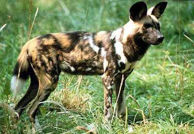 Wild Dog Pictures