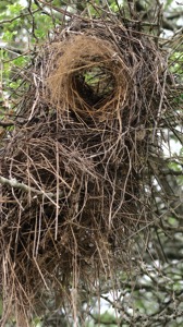 Weaver Bird Nest