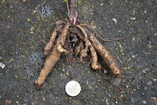 One-year-old skirret plant