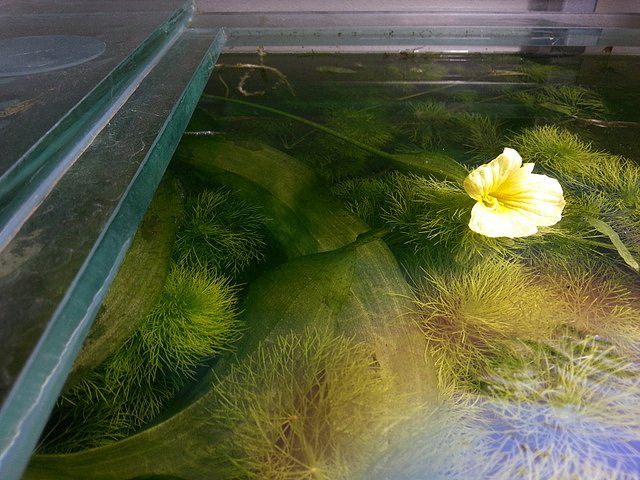 Ottelia ulvifolia flower on surface of planted tank