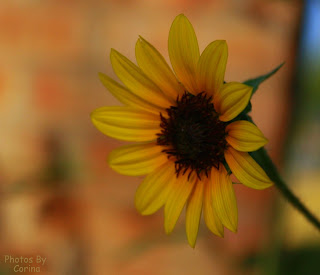 Yellow Flower