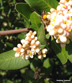 Rhus integrifolia (Lemonade Berry) leaf, flower and bee