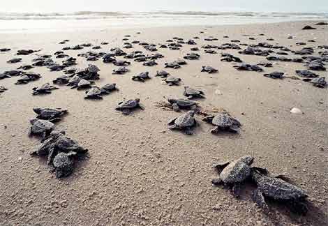 kemps ridley sea turtles hatching