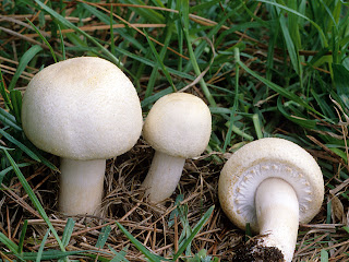 Agaricus arvensis - Bola de nieve