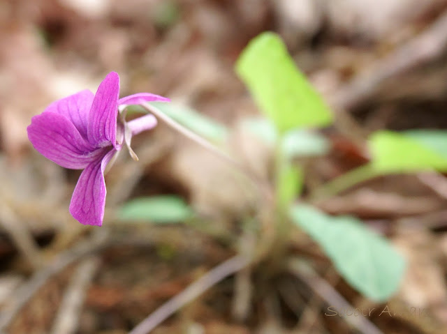 Viola phalacrocarpa