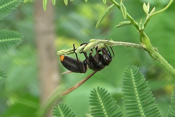 Dlium Tempel hornet (Vespa tempel)