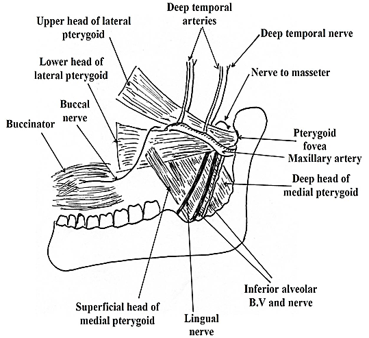 MCQs for dentistry & dental students , ام سي كيو طب اسنان جينرال اناتومي