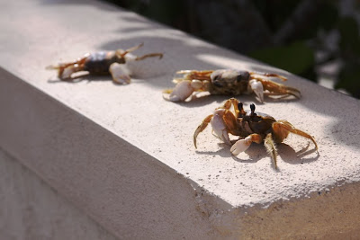 Three Crabs