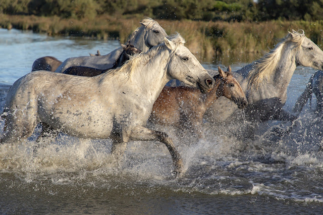 Running Horse HD Wallpaper For Mobile