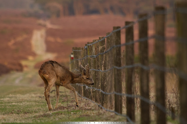 Ree - Roe Deer - Capreolus capreolus