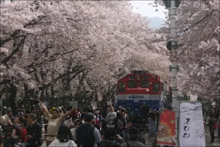 2023 진해 군항제 벚꽃 축제 일정