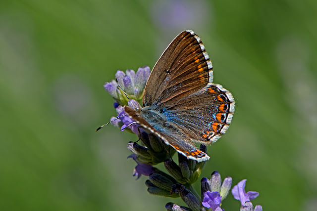 Polyommatus bellargus the Adonis Blue butterfly