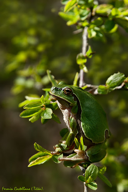 Rana de San Antonio (Hyla arborea)