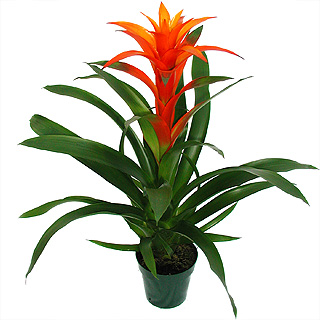 7 Kwiatow Guzmania Pielegnacja