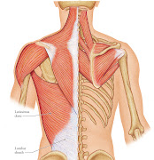 The lumbar sheath is a flat, diamond shaped aponeurosis covering a large .