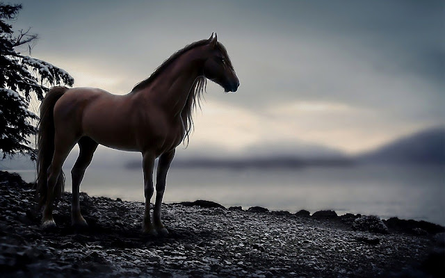 horse wallpapers HD