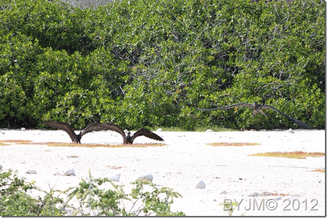 FRIGATES PLAYING ON DARWIN BEACH  BEACH 