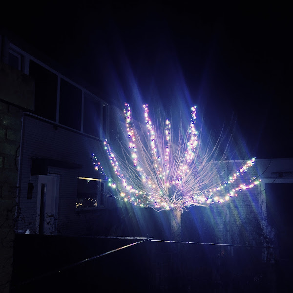 Boompje met verlichting in tuin