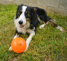 Large 5" diameter durable dog ball