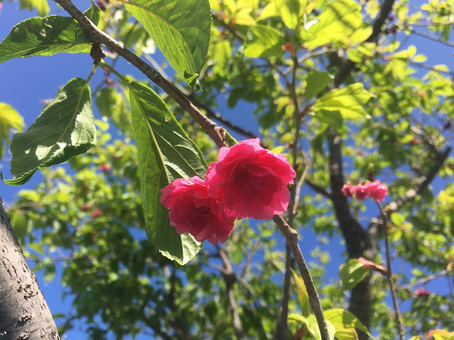 cherry blossom, mituo temple, chiayi, mountains, taiwan