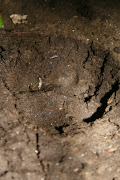 . possibly it could be a cub of the mountain lion and not a bobcat?