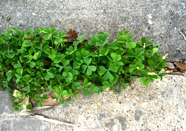 The Foraged Foodie Identifying And Foraging Common Wood Sorrel A Common Edible Weed Often Mistaken For Clover Or Shamrock Perfect For Beginners