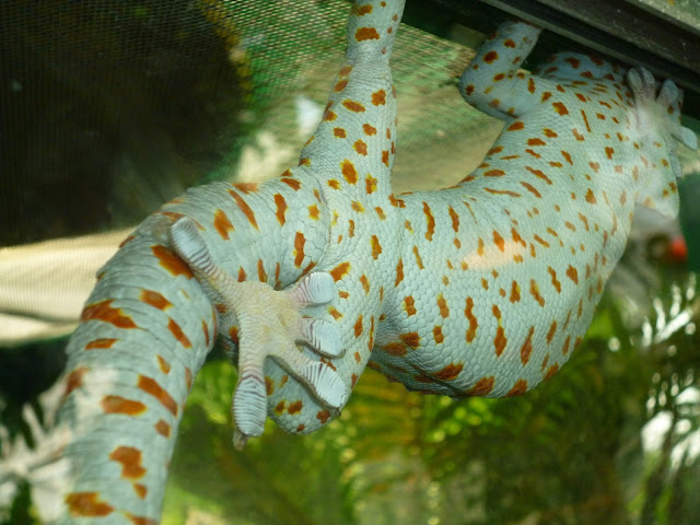 gecko at marwell zoo