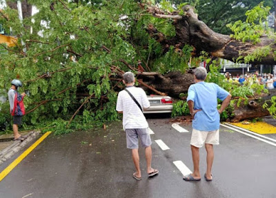 Pasukan bomba mengambil masa kira-kira dua jam bagi mengeluarkan mayat seorang pemandu kereta jenis Proton Wira yang maut dihempap sebatang pokok tua di tepi Jalan Perak, Jelutong di sini pagi tadi.