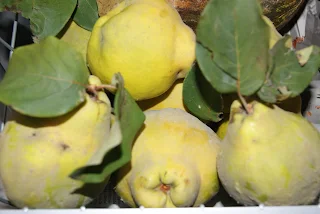 membrillo