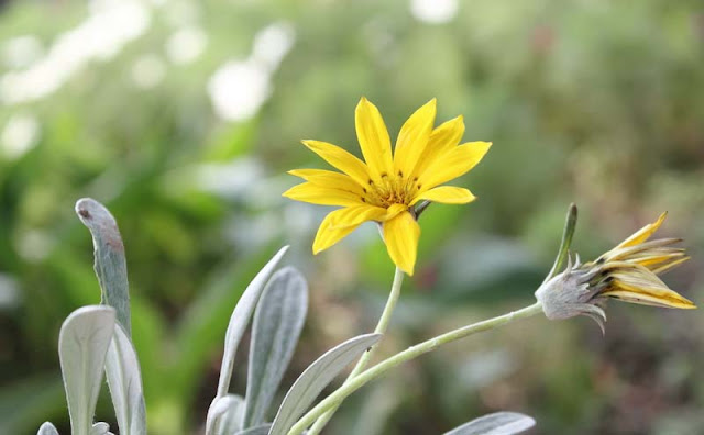 Gazania Flowers Pictures