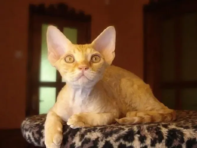 cat breed selkirk rex hypoallergenic