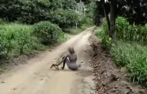 คลิปสัตว์ตัวประหลาดโผล่กลางถนนในป่า