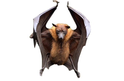 خفاش الثعلب الطائر  Flying fox bat